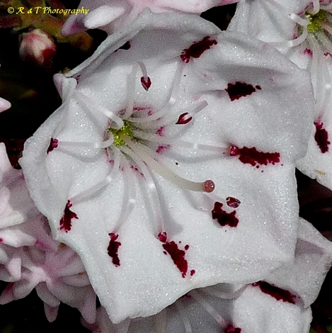 {Kalmia latifolia}